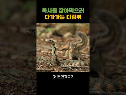 독사를 잡아먹으러 다가가는 다람쥐 #다람쥐