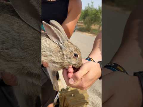 Este conejo ha tenido mucha suerte… #animales #rescate #shorts #viral