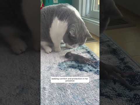 This family rescued a newborn squirrel in distress, and then...
