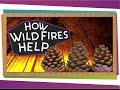 Understanding the Role of Fire in Nature