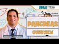 Insulin and Glucagon Functions