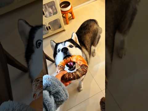 Dad gave everyone one chicken ring each. 🐕🍗 #shorts #viral #trending