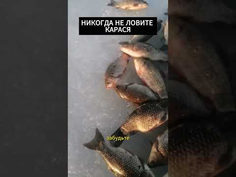 НИКОГДА НЕ ЛОВИТЕ карася и ВОТ ПОЧЕМУ! #рыба #насадка #рыбалка #шортс #fishing #рыбак #щука #карась
