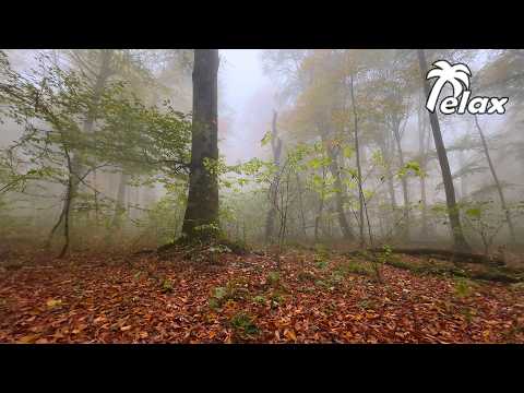 2 HRS in an Autumn Forest During RAIN Will Leave You SPEECHLESS