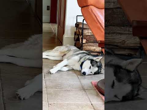 كلبة تلد 🐕😨 ما اكتشفه الطبيب البيطري كان صادمًا! #قصص_واقعية