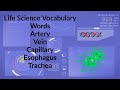 Circulatory System Functions and Structures