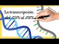 Cuestionario sobre Transcripción y Traducción del ADN