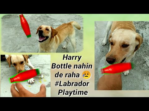 Labrador playing time vlog || Harry Bottle nahi de raha 😩   #cutedog #labrador