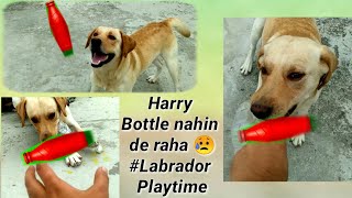 Labrador playing time vlog || Harry Bottle nahi de raha 😩   #cutedog #labrador