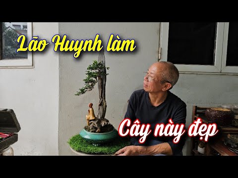 SH.9911. Ông Huynh có cây Du Đá đẹp thật.