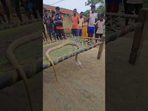 देखिए कैसे चारपाई में चढ़कर बैठा नाग 🐍😱 A Big Cobra Snake Climbed into the Charpai #shorts #reptiles