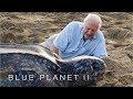 Turtle Conservation Efforts and Challenges