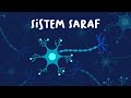 Nerve Cells and Their Functions