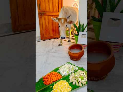 Seva Me Gaumata Ji K 🙏 #gauseva #gaumata #shorts #krishna