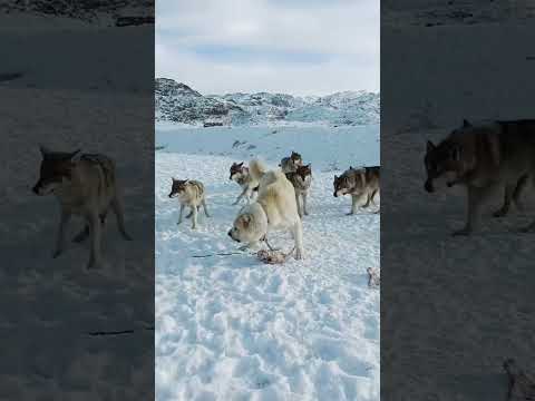 World Strongest And Powerful Dog Breed Alabai || Alabai Vs Wolf 😈 #shorts #dog #dogs #yt