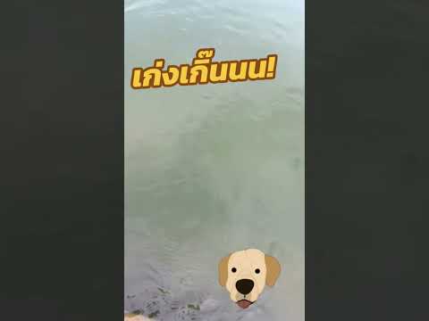 สุนัขลงน้ำหายไปเลย...#สุนัขแสนรู้ #trending