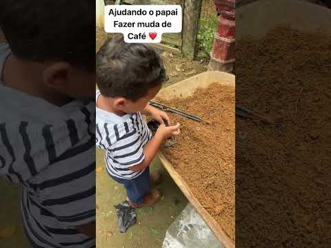 Ajudando papai fazer muda de café