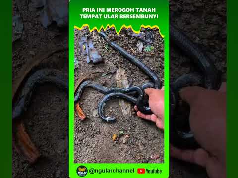 Sekali rogoh dua ekor ular dalam genggaman #viral #short #ular #hewan