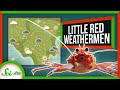 Pelagic Red Crabs and Ocean Patterns