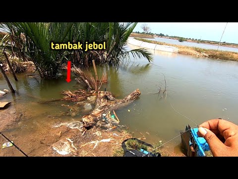 sarang kakap putih mancing sebentar dapat banyak