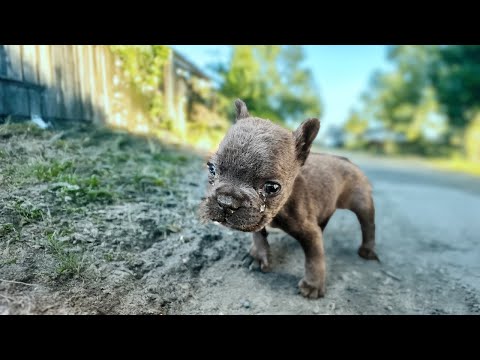No Bigger Than a Hand – Tiny Puppy Left Crying Despite Doing Nothing Wrong