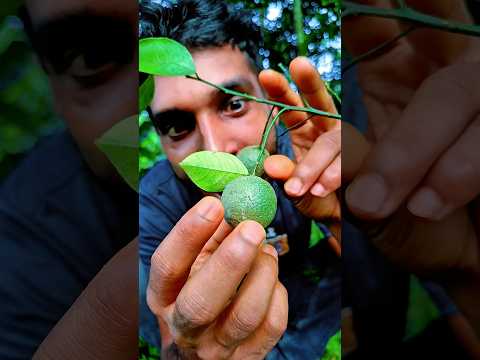 Snake exits hole after poisonous lemon #camping #survival #outdoors #SurvivalBogura #skills