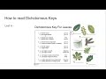 Identifying Leaf Species with Dichotomous Keys