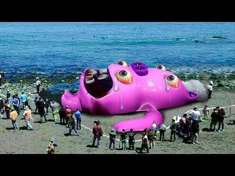 I Caught CHEF PIGSTER