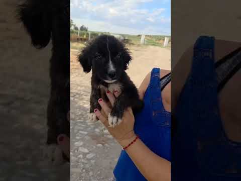Vidéo de COSMO