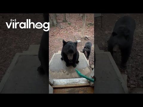 Black Bear's Not Taking the Back Scratcher || ViralHog