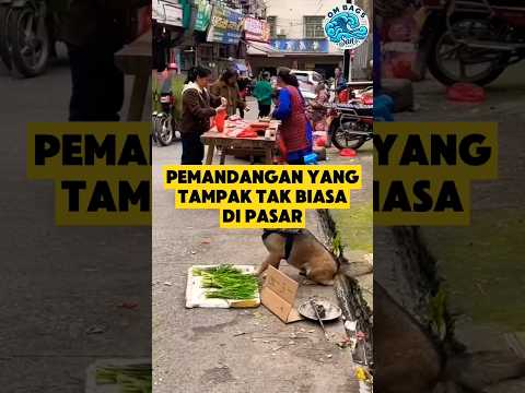 Anjing pintar yang berjualan 🦮 #shorts