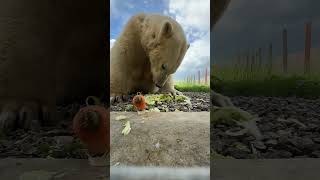 Polar bear eating veg