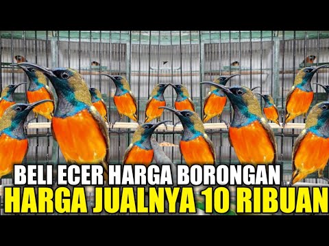 KEJUTAN MENDADAK ! RATUSAN EKOR BURUNG OMBYOKAN DIJUAL HABIS HABISAN HARI INI DIKIOS PASAR PRAMUKA