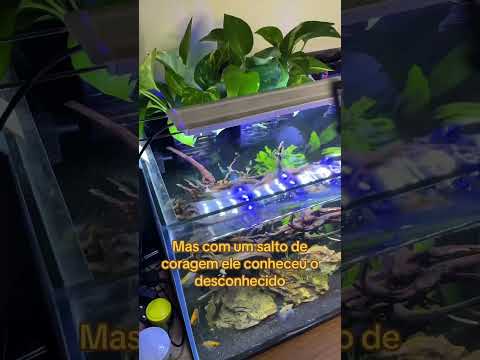 PELOS PODERES DE BAGUNCINHA! Você tem a FORÇA!
