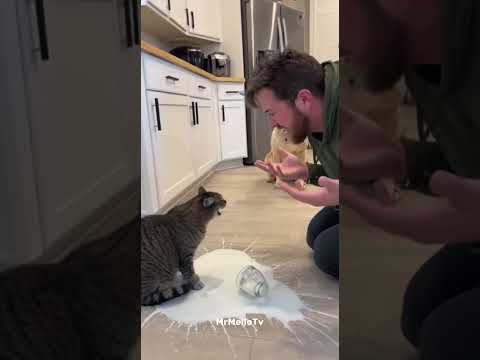Poor cat takes the fallโฆ someone pay her back! ๐ฅ
