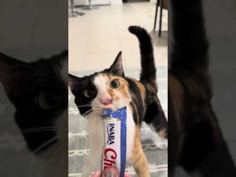 Eating it like it is the last treat on earth