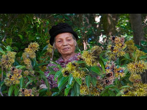 像板栗又不是板栗的“椎子”，有人嫌它刺多肉少,有人撿它烹飪香糕Grandma uses thorny ingredients to make cakes｜广西 美食 ｜玉林阿婆