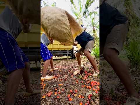 Muat brondolan sawit ke truk #shorts