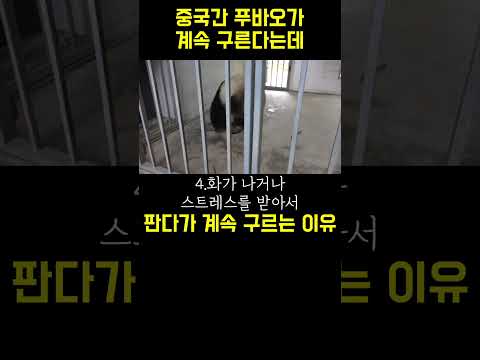 [PandaTV]  #푸바오가 중국에서 계속 구르는 이유를 아십니까? 구르고 있는 판다는 푸바오 아님 다이리란 판다입니다 오해 마세요~