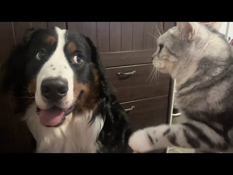 Animals Funniest Moments Caught on Camera