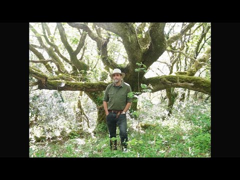 Eoghan's Irish Rainforest