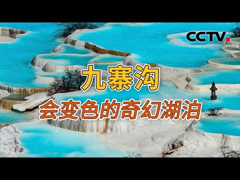 “九寨归来不看水” 九寨沟五光十色的水是如何形成的？20250109 色彩印象6 | CCTV科教《地理·中国》