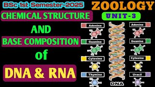 Chemical Structure & Base Composition of DNA & RNA BSc 1st Year//BSc 1st Semester Zoology Unit 3 DNA