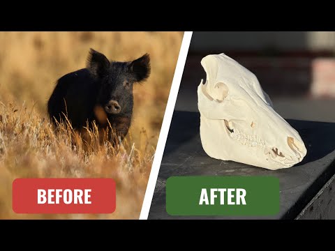 EASY HOW TO WILD PIG SKULL CLEANING