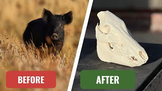 EASY HOW TO WILD PIG SKULL CLEANING