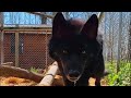 Understanding Dakota: Behavior and Characteristics