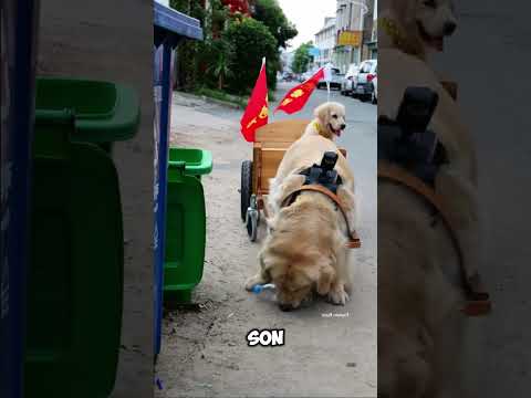 La caméra montre la vie secrète de ce chien ! 🤫📷🐾