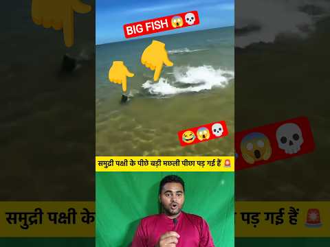 समुद्री पक्षी के पीछे बड़ी मछली पीछा पड़ गई है 🤔😱 #shorts #samundar #big #fish #bird #viralvideo