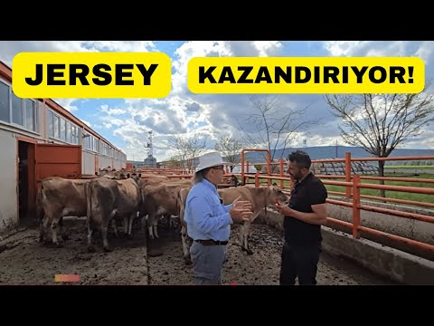 Yatırımını Jersey İneklerine Çevirdi ve Kazanıyor!