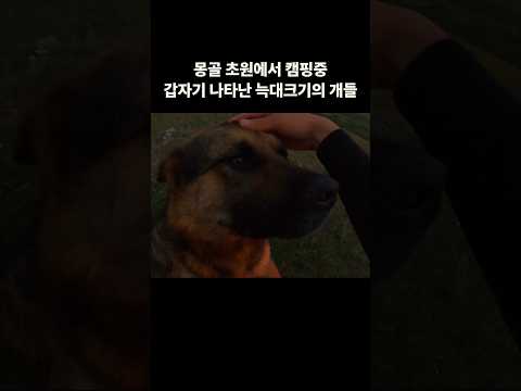 몽골 초원에서 캠핑중 갑자기 나타난 늑대크기의 개들